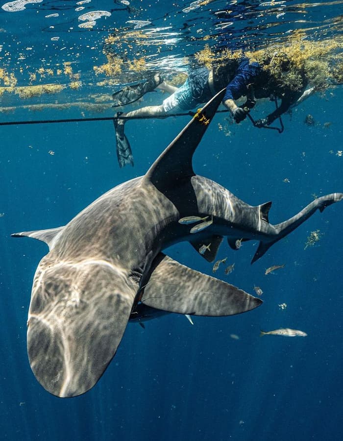 An image of a palm beach shark diver in the water with sharks and seaweed. 