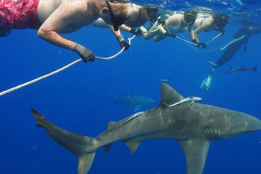 An image of divers enjoying a Shark Diving adventure with the team at Palm Beach Shark Diving.